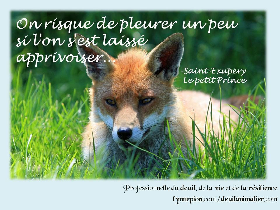 Citations 2016 Petit Prince apprivoiser Lynne Pion