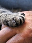 animal bereavement support Lynne Pion cat paw pet Loss